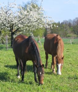 Horse Supplements