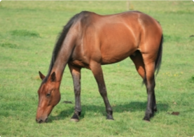 Biotin for Horses