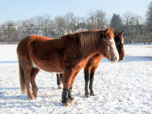 Horse Supplements