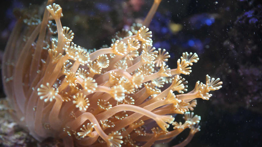 Coral polyps colony
