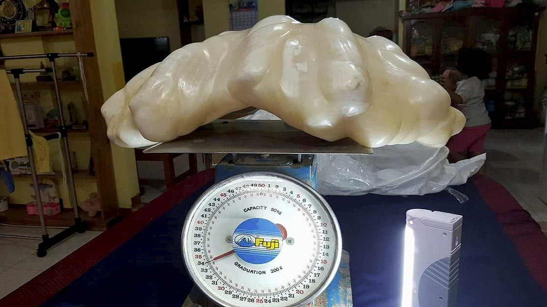 The world's largest pearl, also known as the "Pearl of Puerto"