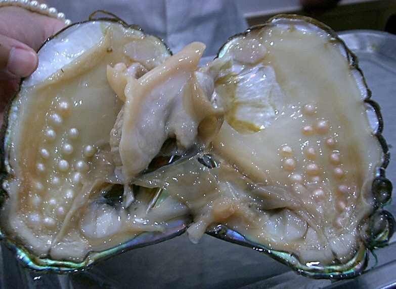 Pearls inside a Freshwater oyster