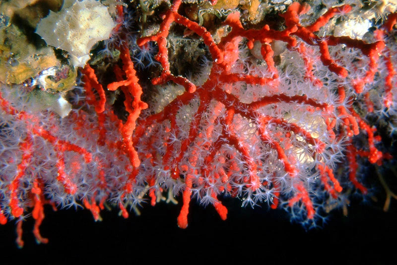 A red coral colony underwater