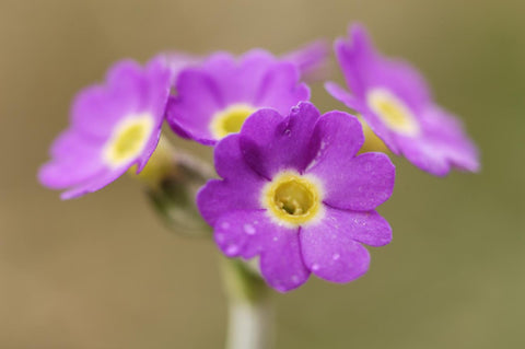 Image by nature.scot | Scottish Purple Primrose