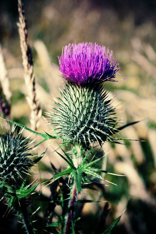 Image by Pixabay | Scottish Thistle Flower