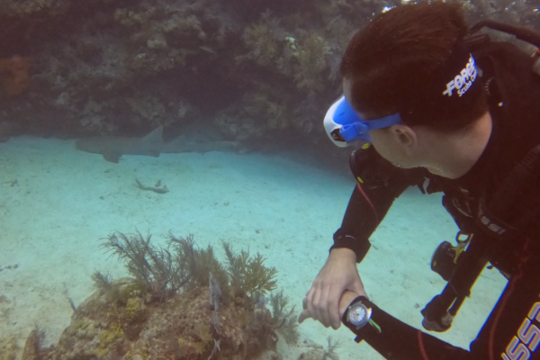 Diving with the Doxa Sub 300 Searambler