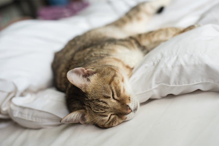 Katzenurin entfernen wegen Katze auf dem Bett