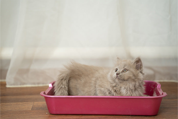 Katze im Katzenklo symbolisiert die tierfreundlichkeit der biologischen Geruchsentferner