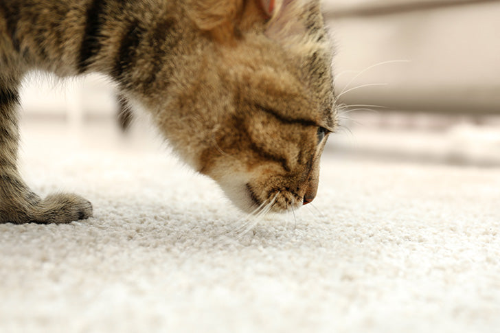 Aus saugendem Teppich Katzenurin entfernen