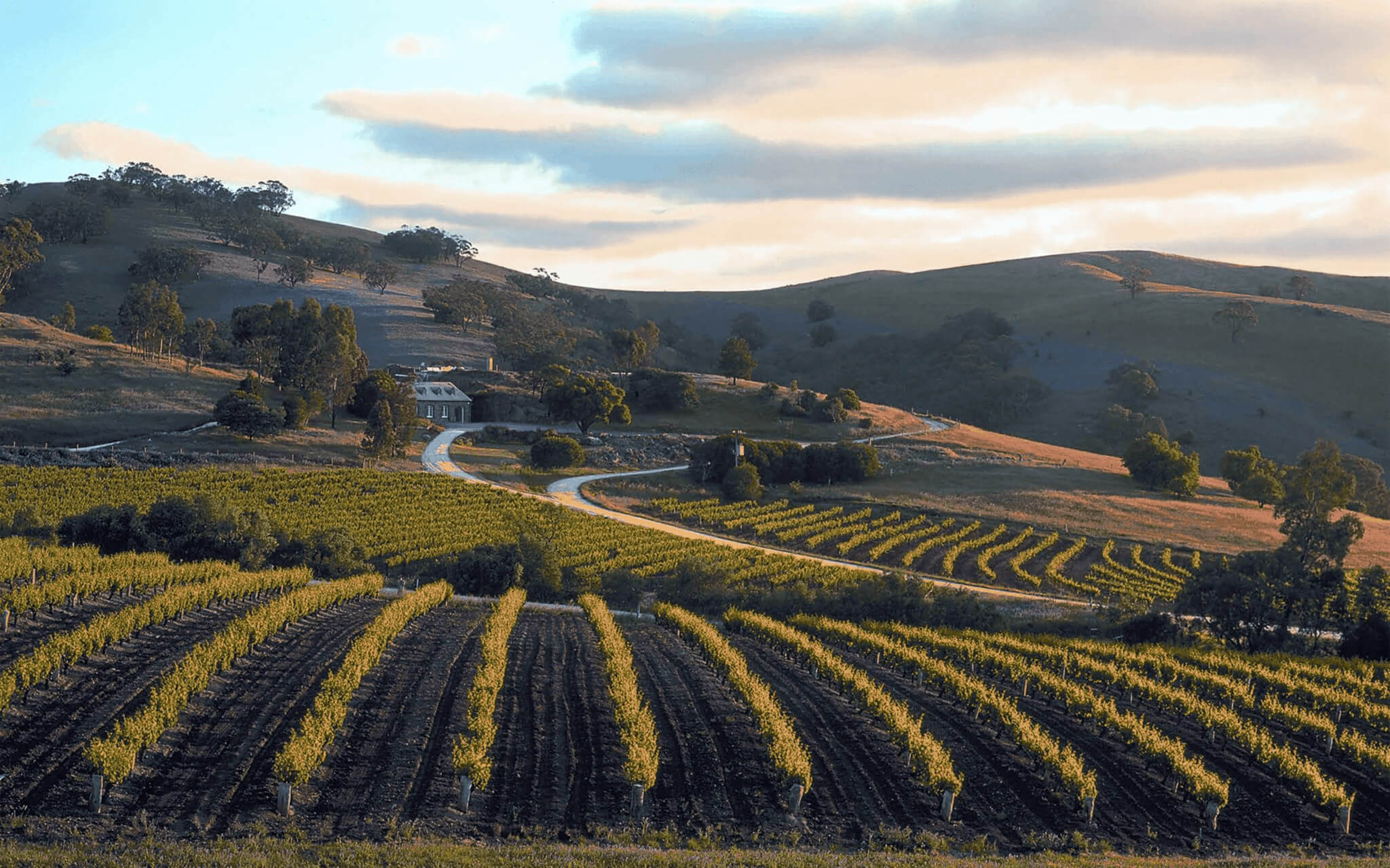 The Bethany Wines Cellar Door & Vineyards vista.