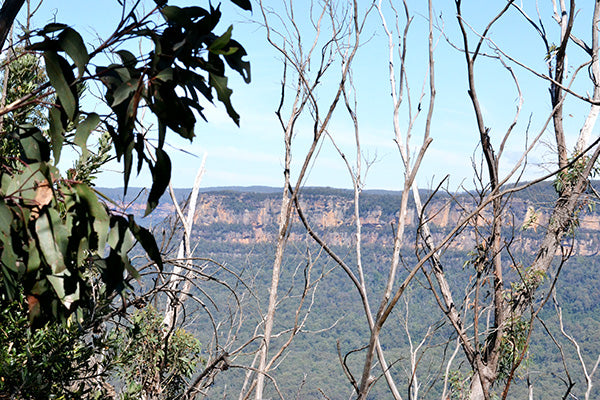 Blue mountains road trip