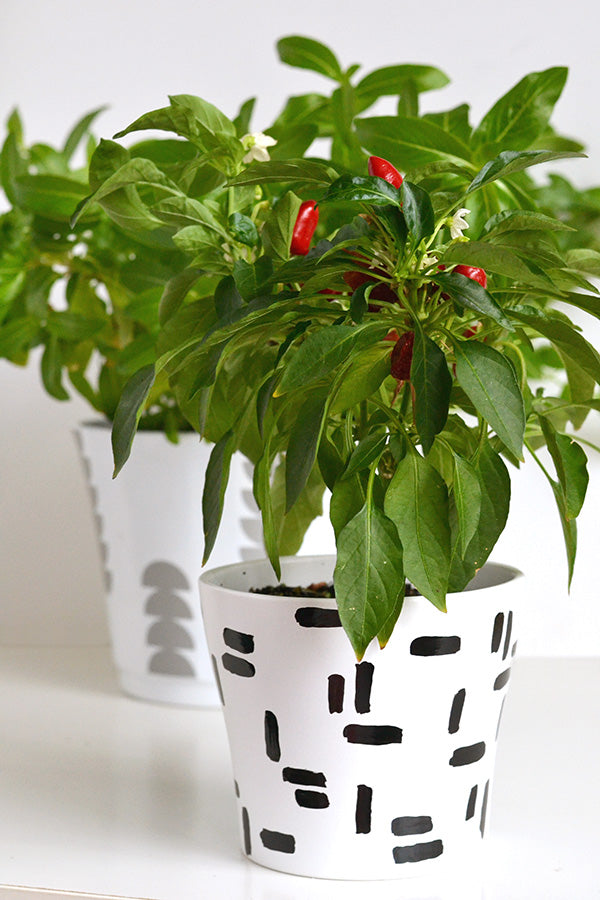 DIY dashed plant pot