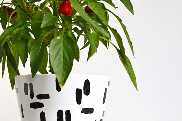 DIY dashed plant pot