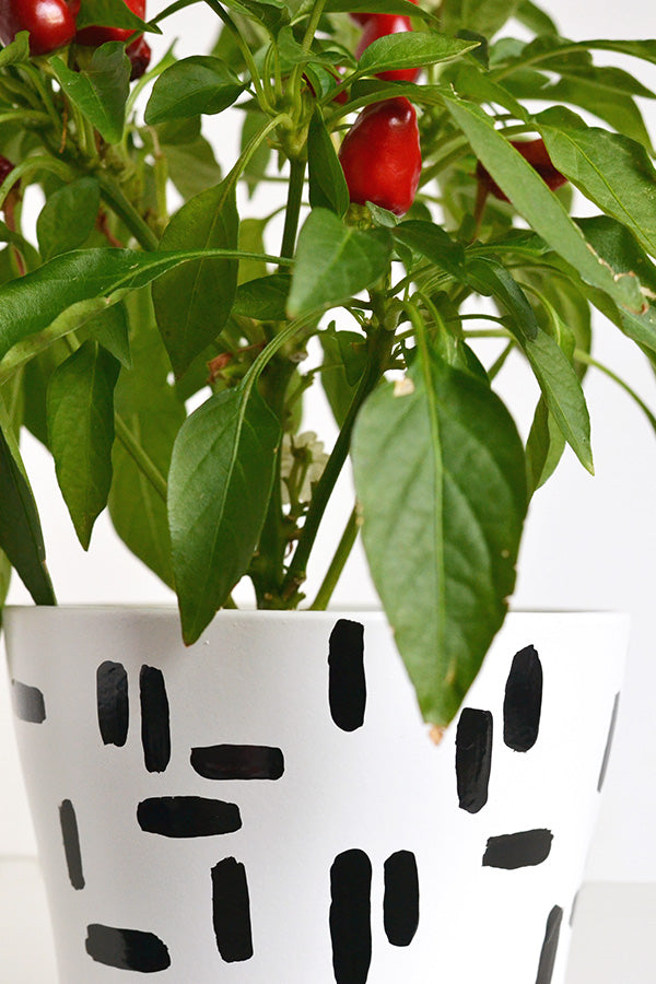 DIY dashed plant pot