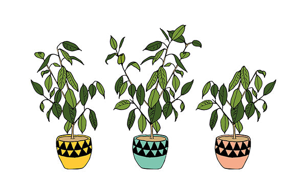potted plant desktop wallpaper