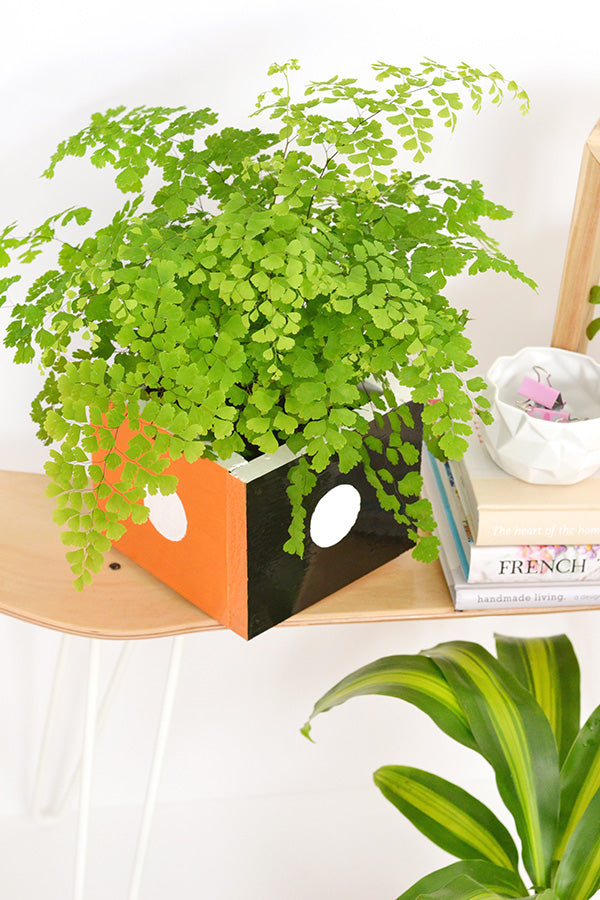 Colour block wood box planters for Design Sponge