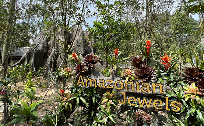 Amazonian Jewels