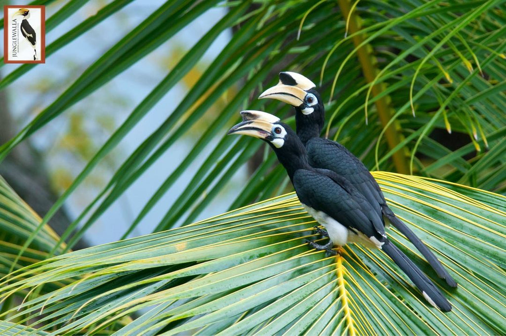 Birdwatching Experience