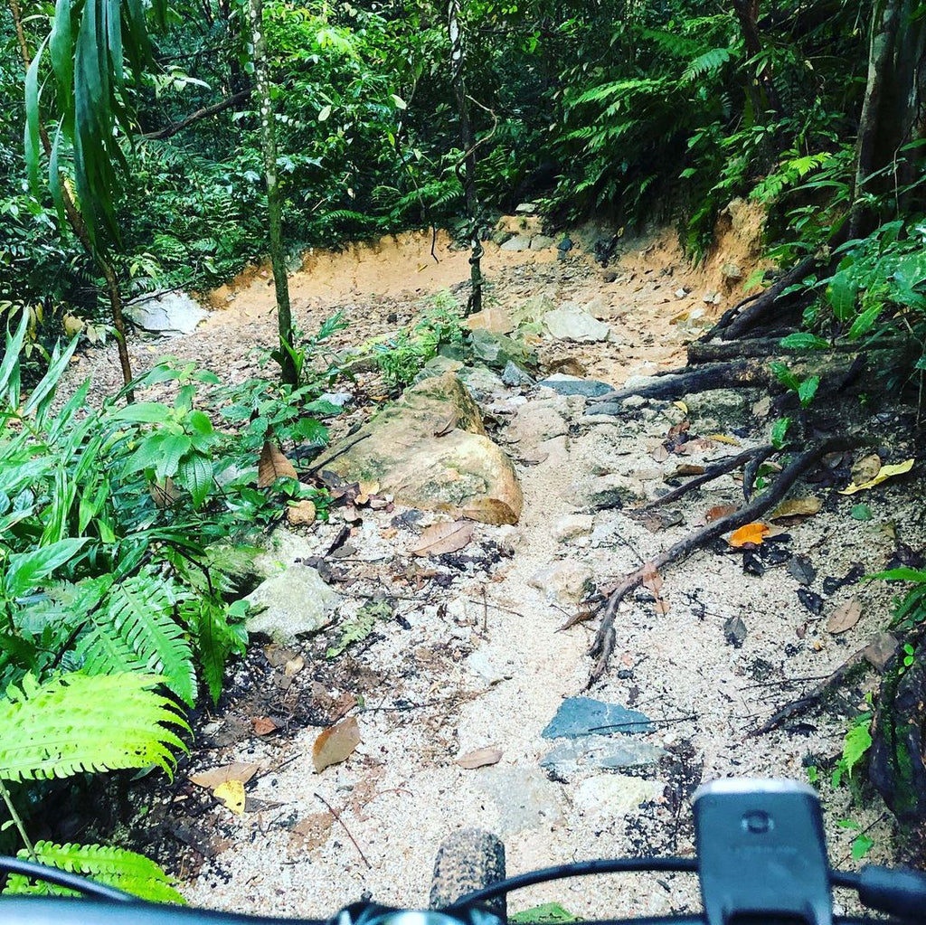 Bukit Timah Mountain Biking Trail