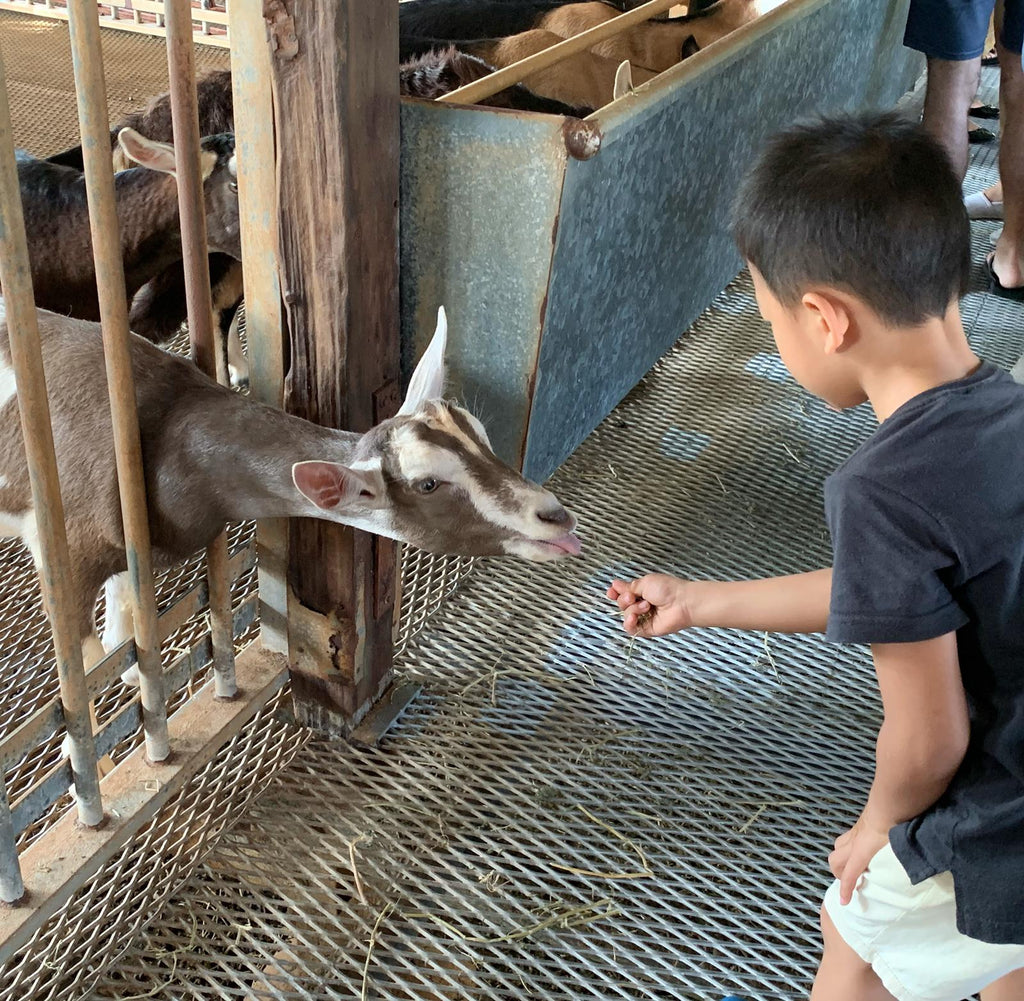 Feeding Session at Hay Dairies Goat Farm