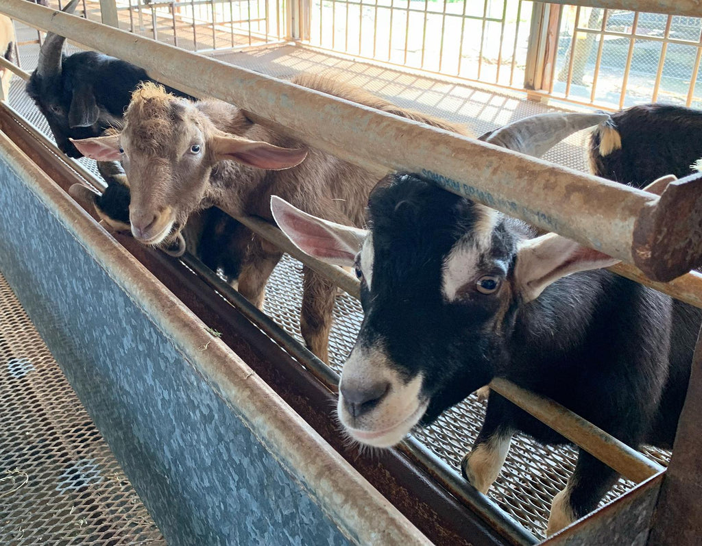 Hay Dairies Goat Farm