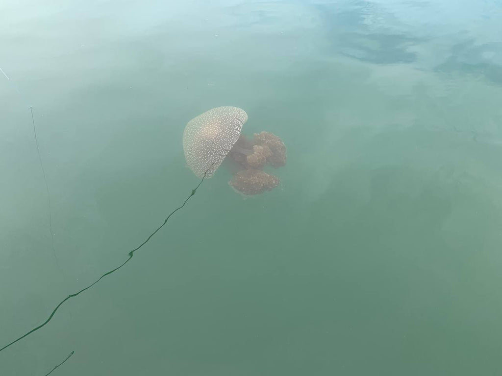 Jellyfish Sighting