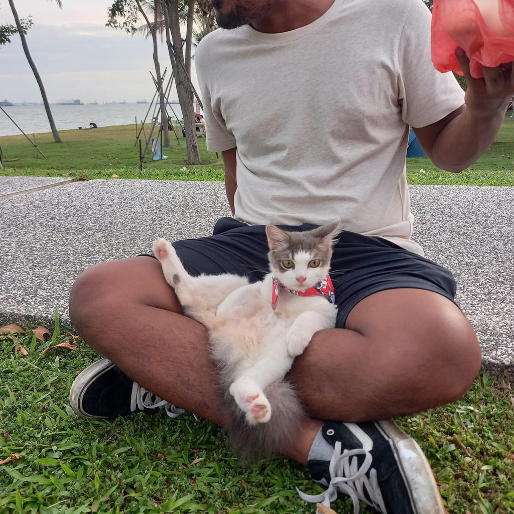 Kitten Sanctuary Singapore