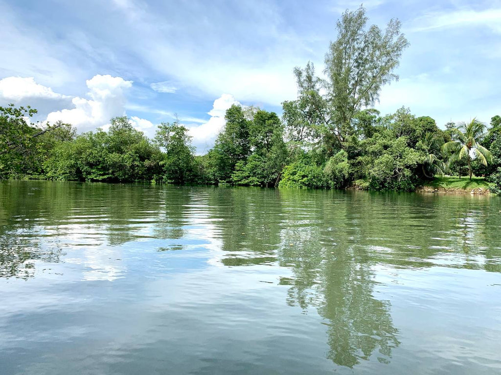 Mangrove Swamp