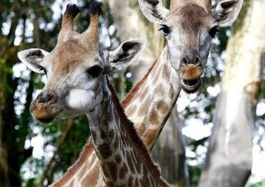 Singapore Zoo