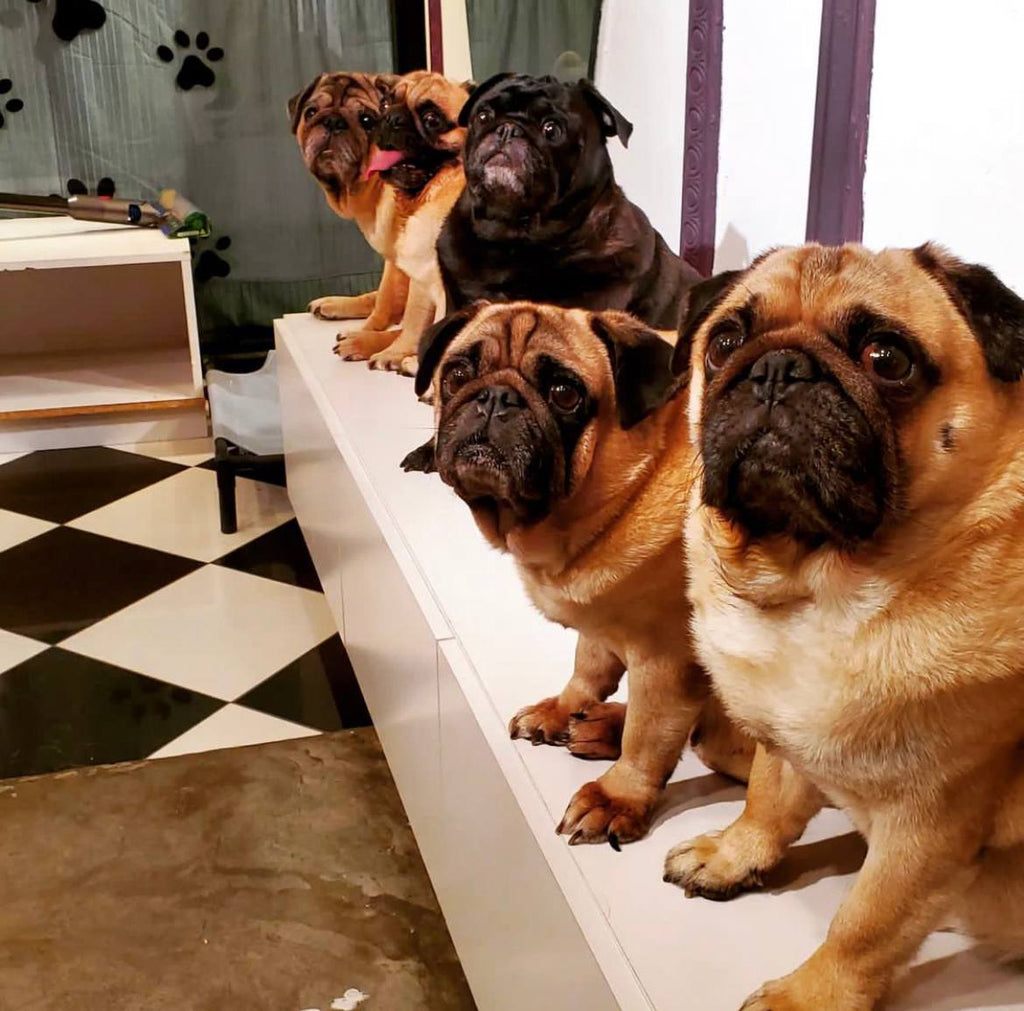 What the Pug Cafe