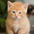 Cute Orange Tabby Kitten Paint by Numbers Kit