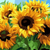 Impressionist Sunflowers Paint by Numbers