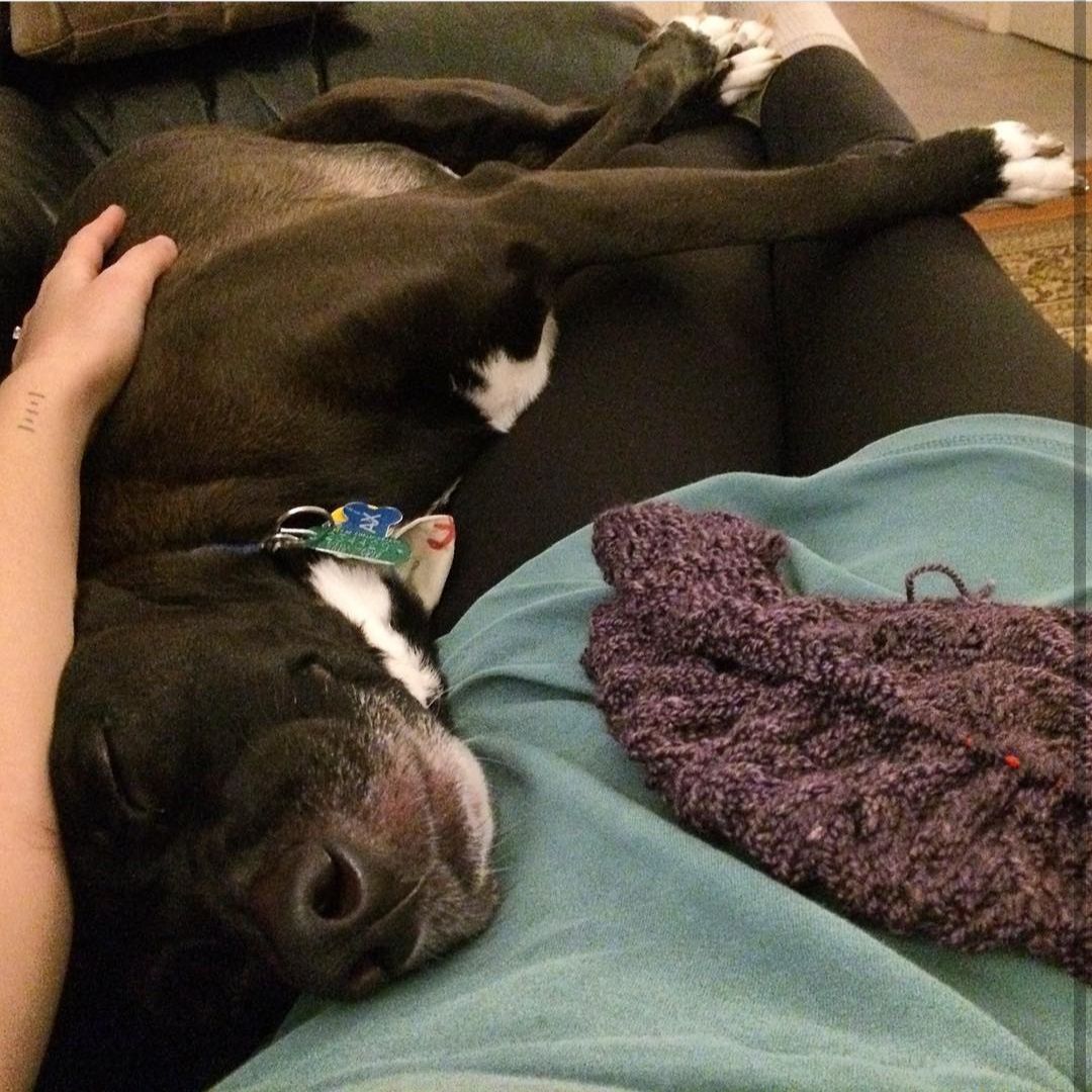 The Phoebe shawl in Acadia and a sleepy dog! Photo credit: Rachel Offerdah