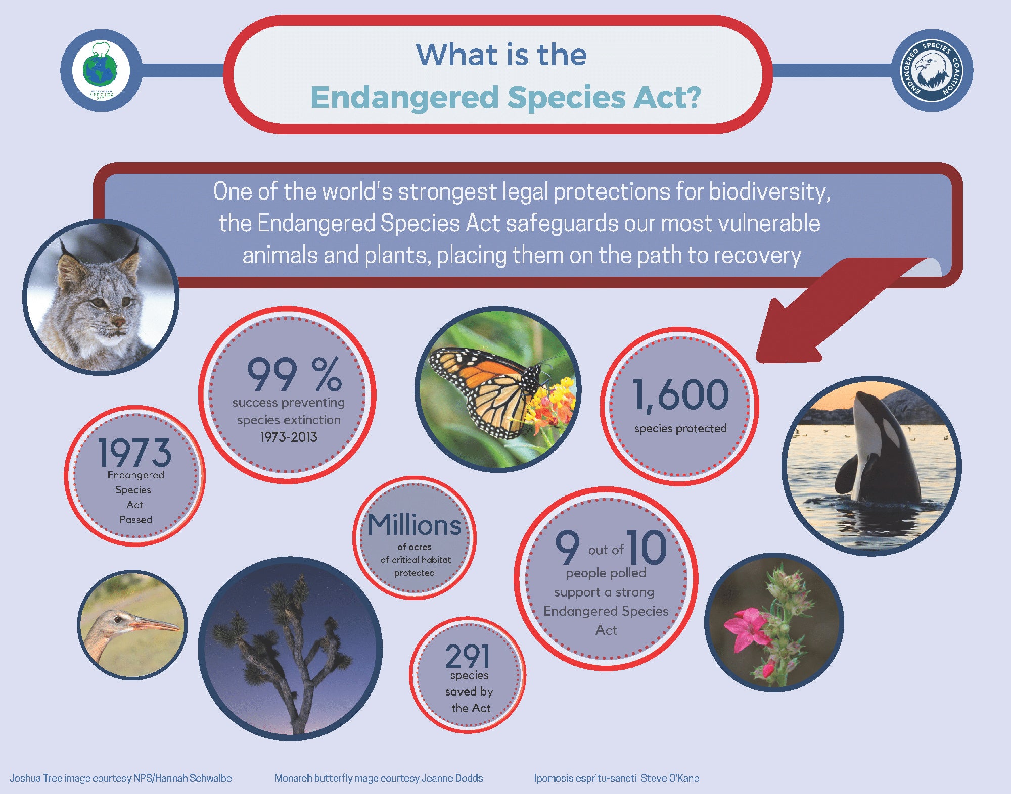 Infographic explaining what the Endangered Species Act Is With Statisitics