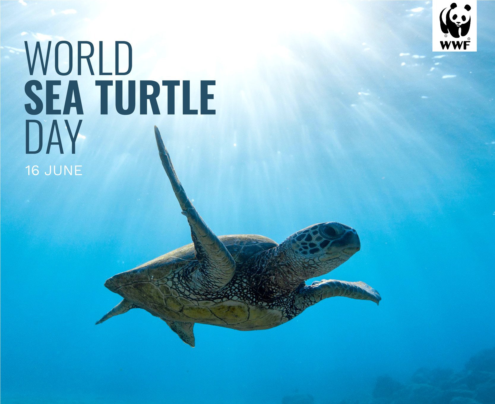 Sea turtle swimming underwater with text of World Sea Turtle Day and the World Wildlife Foundation Logo