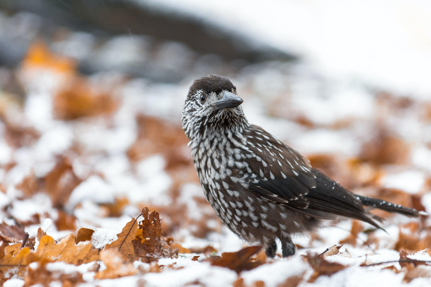 A Spotted Nutcracker On Snow Covered Leaves