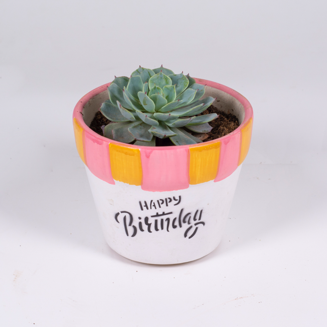 Birthday Planter with a Succulent