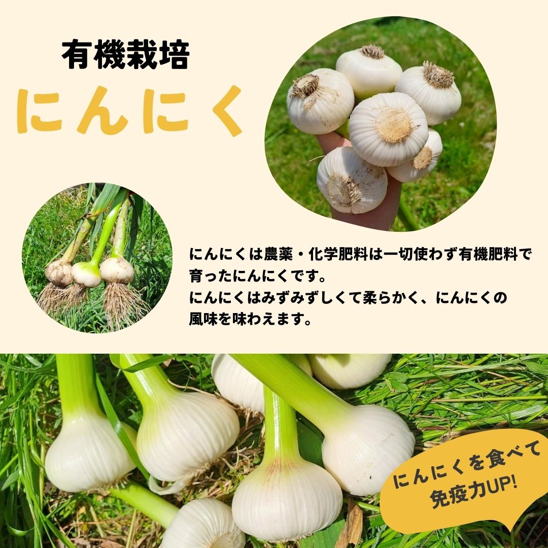 奈良県産農薬不使用乾燥ニンニク6kg-