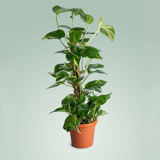 Plantale | Buy Indoor Plants Online in Dubai, UAE | Indoor Trees