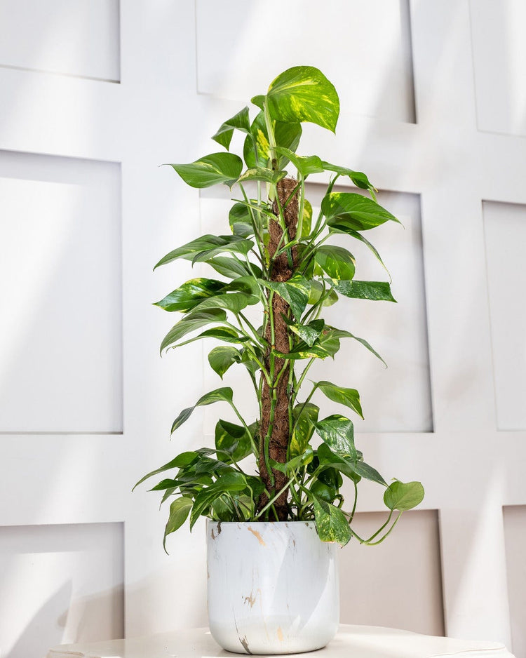 Epipremnum Aureum Money Plant (Devil's Ivy) - Buy Indoor Plants in Dubai