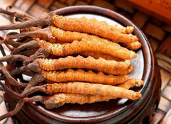 Cordyceps and its potential immunity boosting potential 