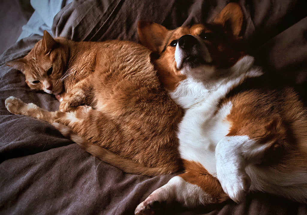 Cat and dog cuddling on bed
