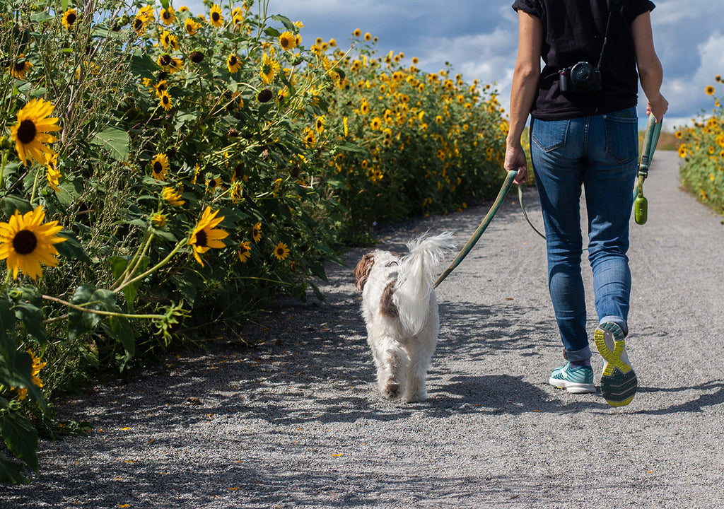 Dog on walk with owner in sunflower field