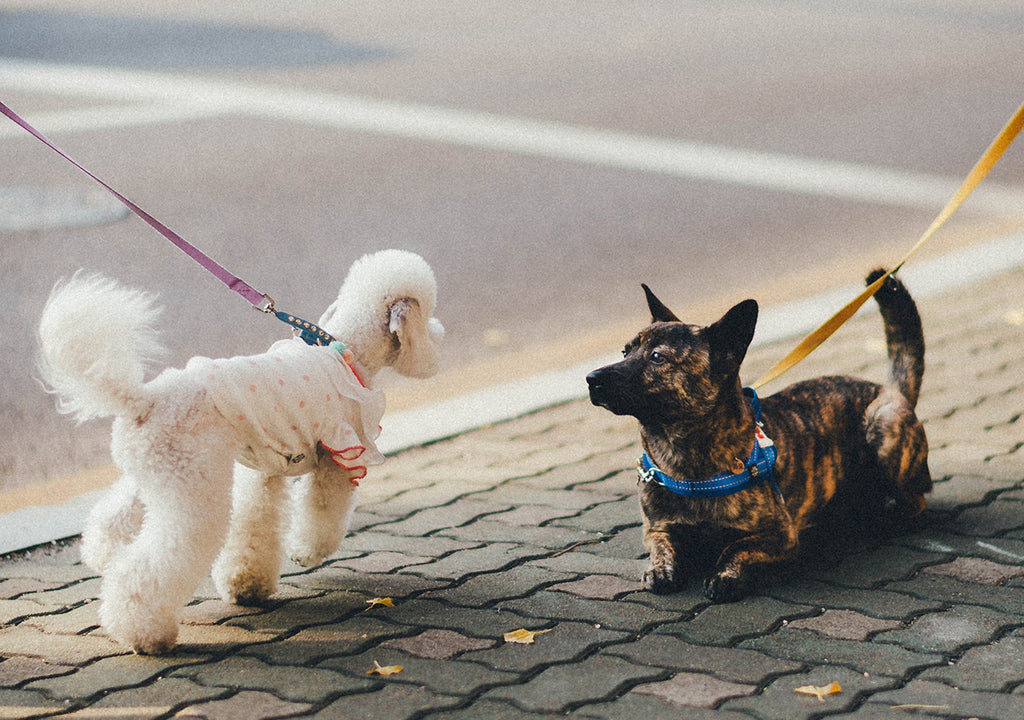 Two dogs meeting on leads