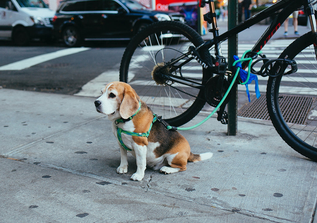 Dog waiting beside bicycle on leash