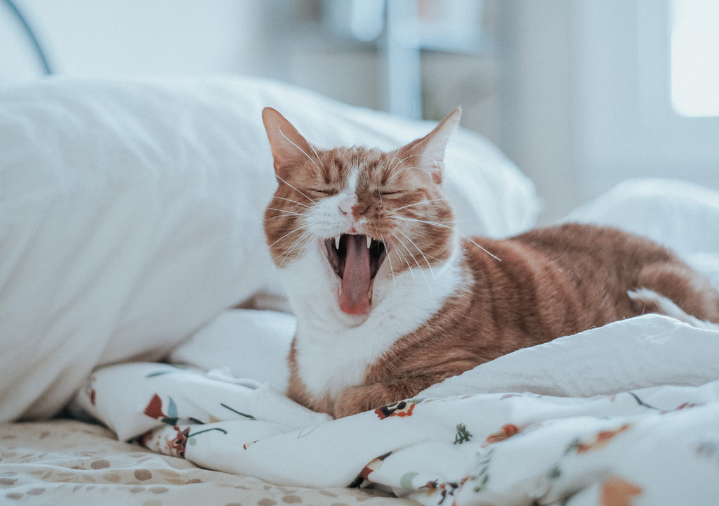 Cat yawning in bed sheets