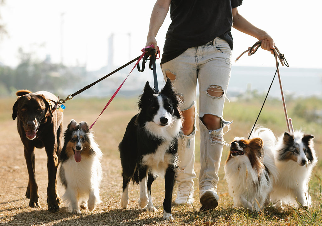 Lady walking multiple breeds of dogs on leads