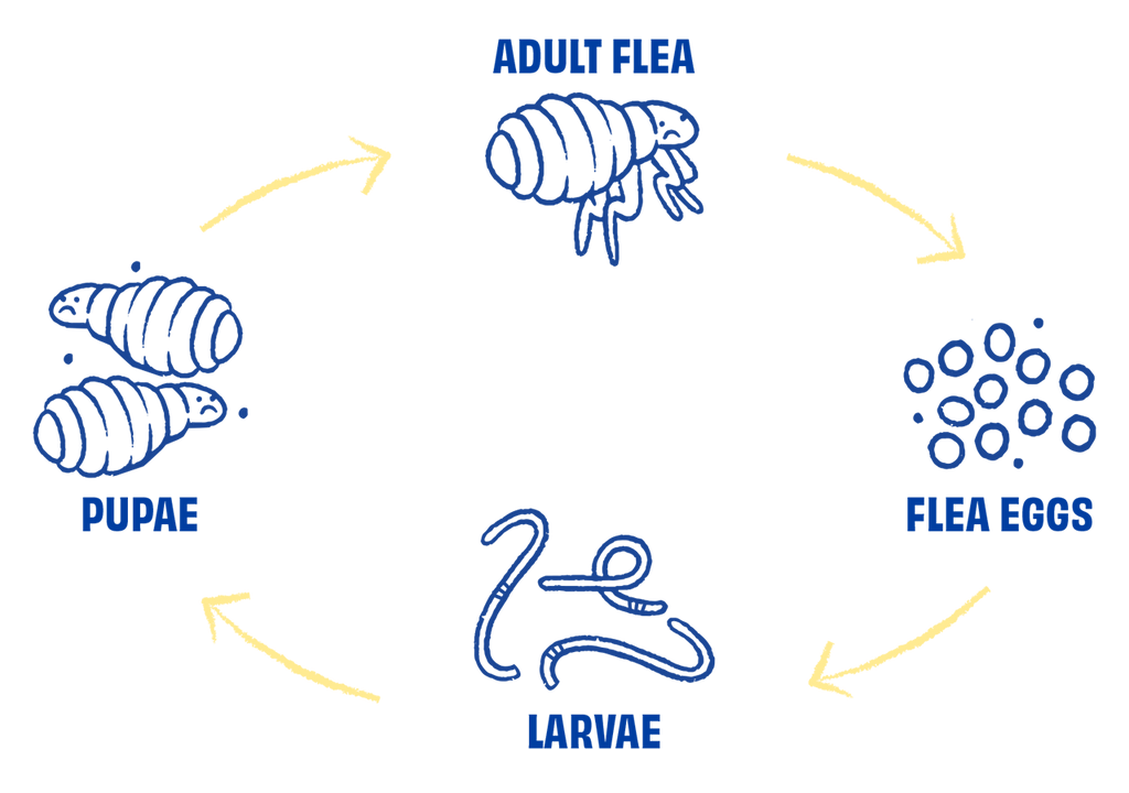 lifecycle of the flea