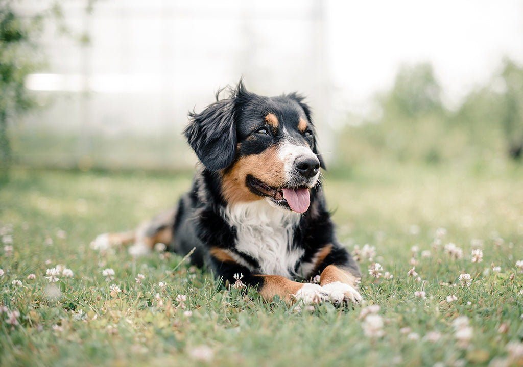 dog sitting in grass