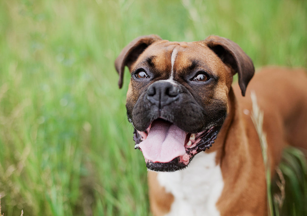happy brown Boxer dog smiling